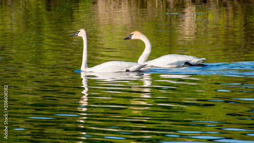 Swans are swimming at lake in spring of Minnesota 