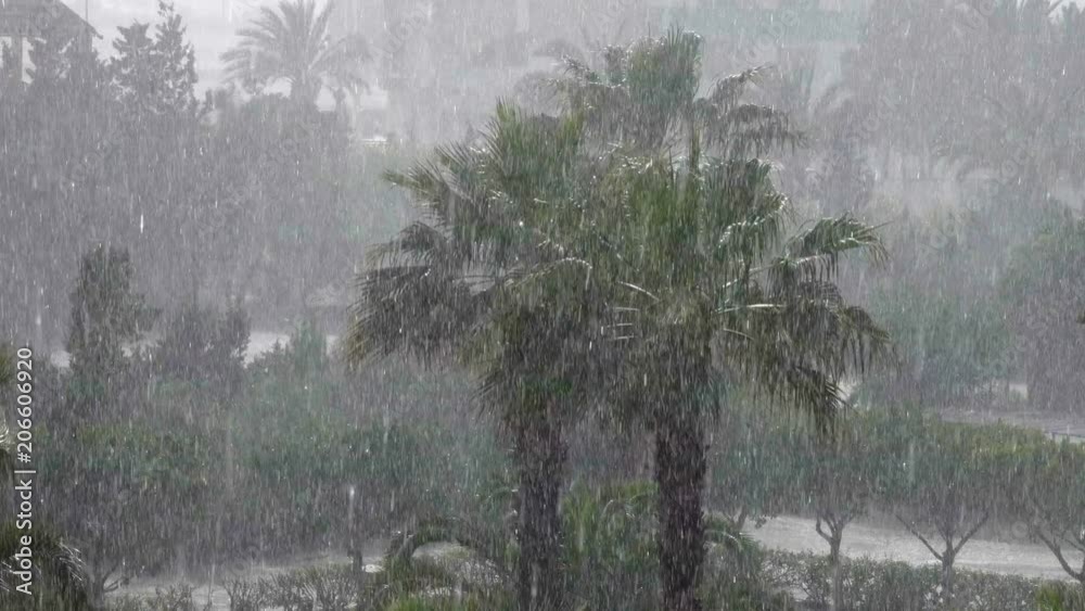 Tropical wind and rain drops falling on the green palm tree leaves . Hurricane Rains . Cyclone. Tropical rainstorm in the jungle against the backdrop of palm tree.