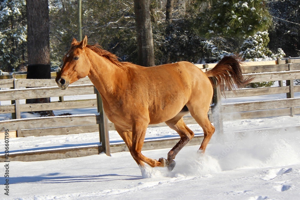 Red Dun Horse Galloping in Snow