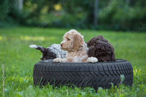 Sticker Little puppies playing outdoor. sitting in automobile tyre