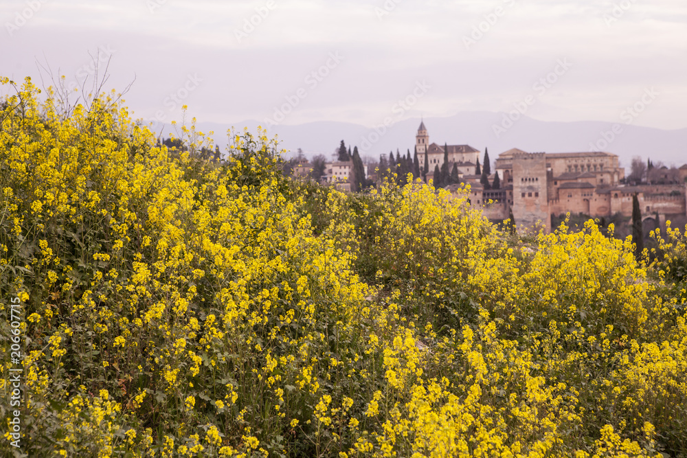 flores amarillas en la alambra
