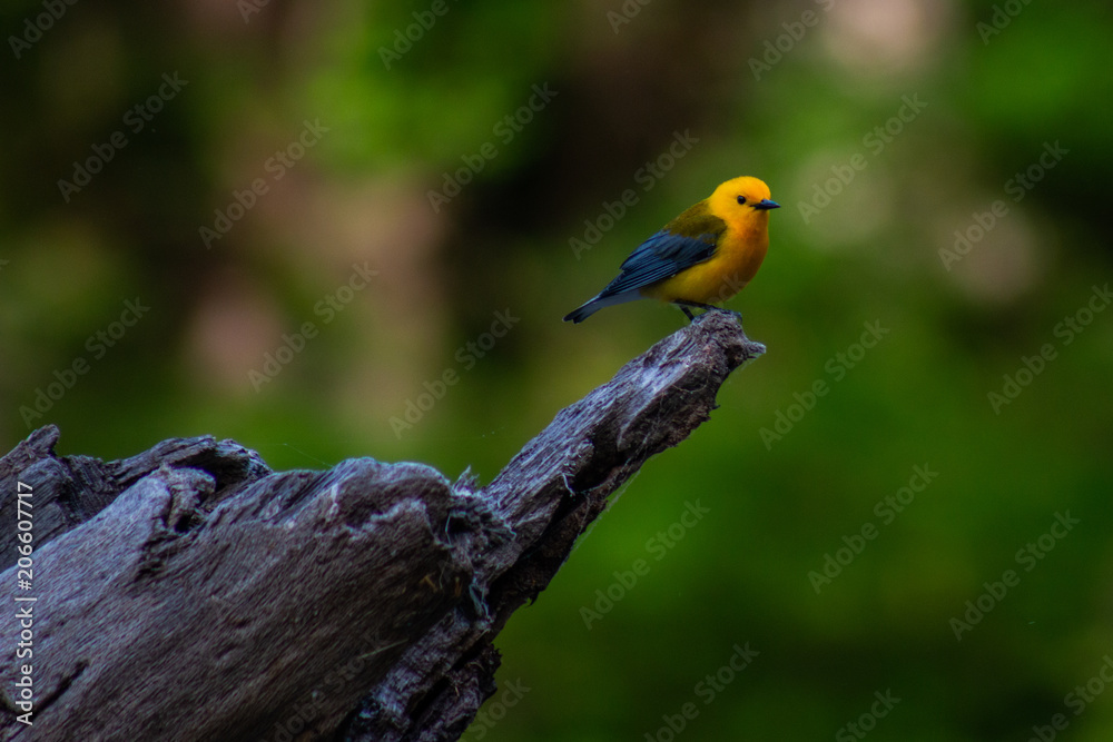 Prothonotary Warbler Sitting