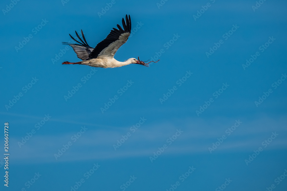 A stork collects tree branches to build a nest on the shores of the upper Zurich Lake (Obersee), Switzerland