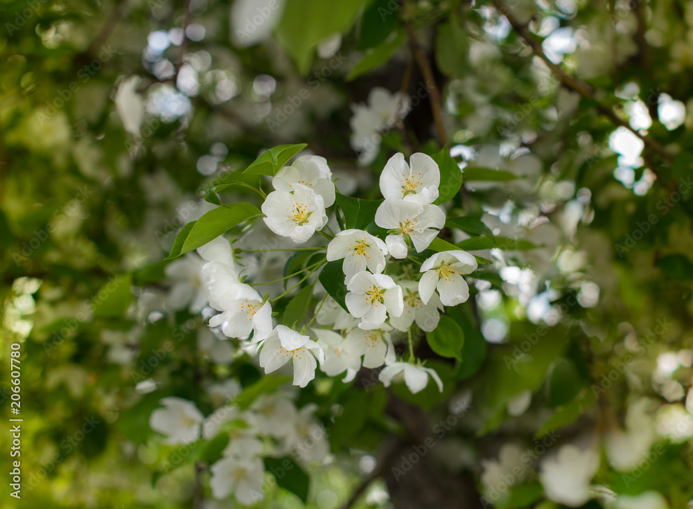 Blooming apple. White flowers close-up. Flowers of fruit tree.