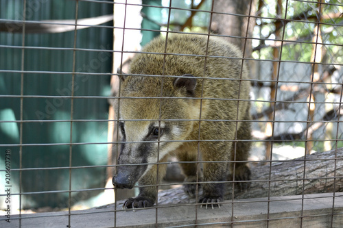 raccoon sits in a cage in the zoo photo