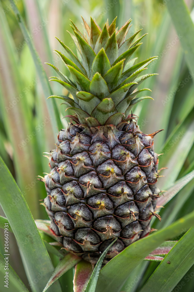 pineapple pineapple