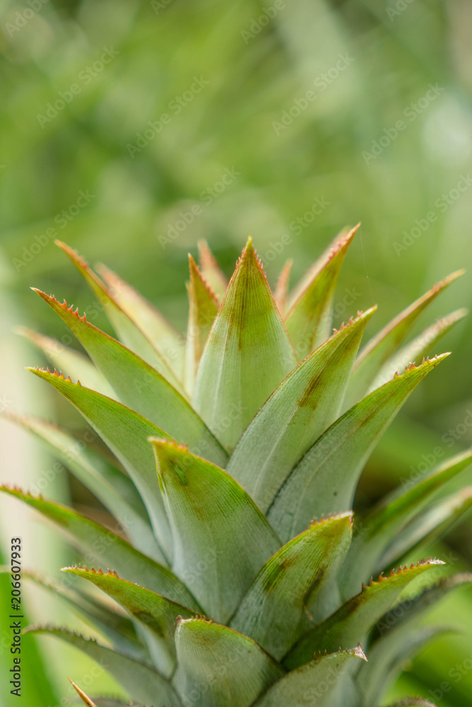 Fototapeta premium pineapple