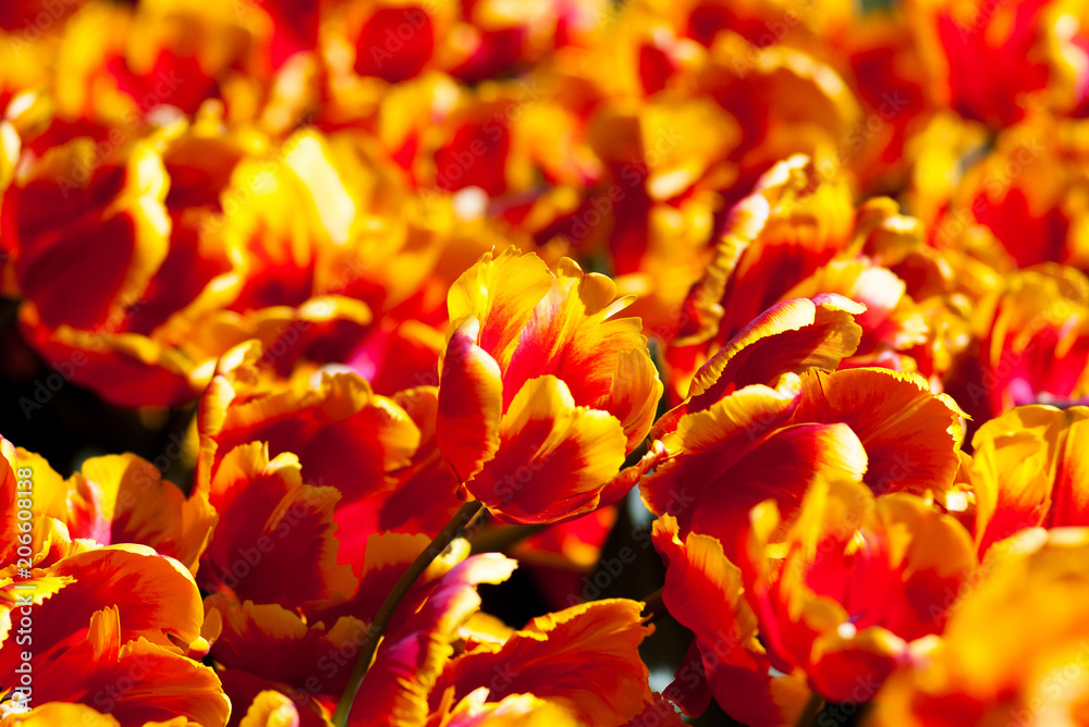 garden flowers blossom in spring garden flowers blossom in spring