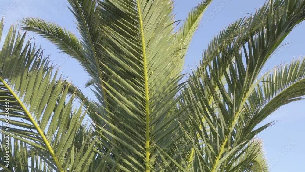 Branches of palm trees against the sky. Palm branch background Branches of palm trees against the sky. Palm branch background