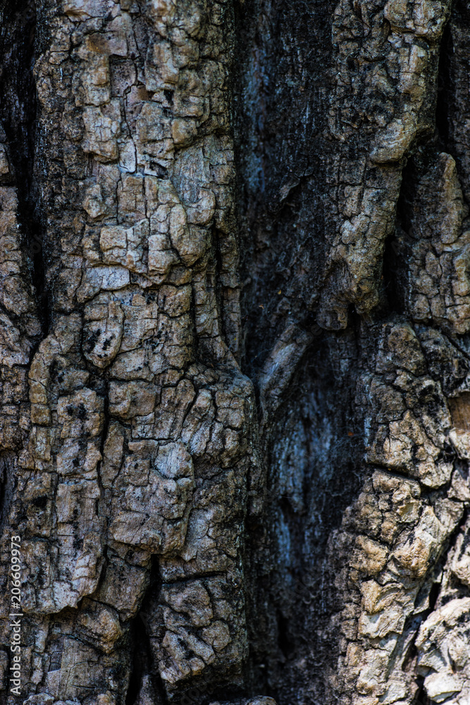 Fototapeta premium Natural tree trunk background
