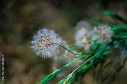 Fototapeta Naklejka Na Ścianę i Meble -  Old dandelion as a natural background