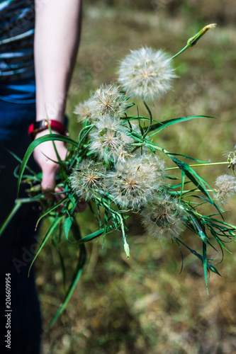 Fototapeta Naklejka Na Ścianę i Meble -  Old dandelion as a natural background