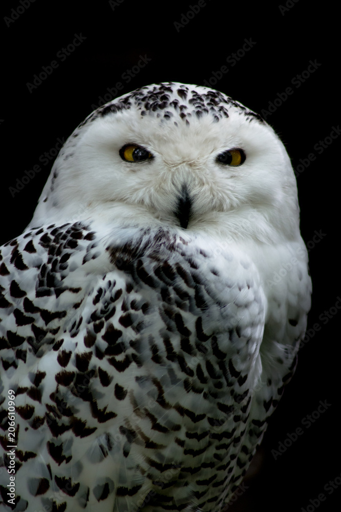 Fototapeta premium Snowy owl - Bubo scandiacus
