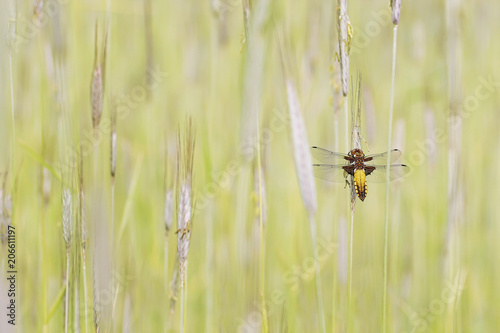 Libellula depressa dragonfly