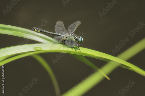 Brachytron pratense dragonfly