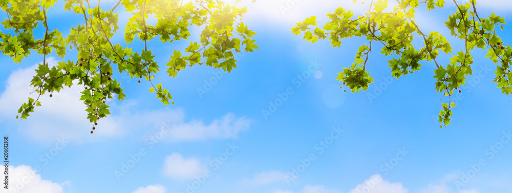 Fototapeta premium Drzewo liściaste w słońcu