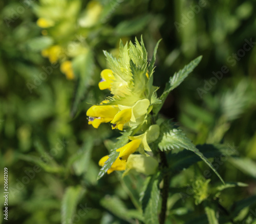 close up of Rhinanthus angustifolius or Greater Yellow rattle flower