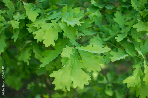 
green oak leaves