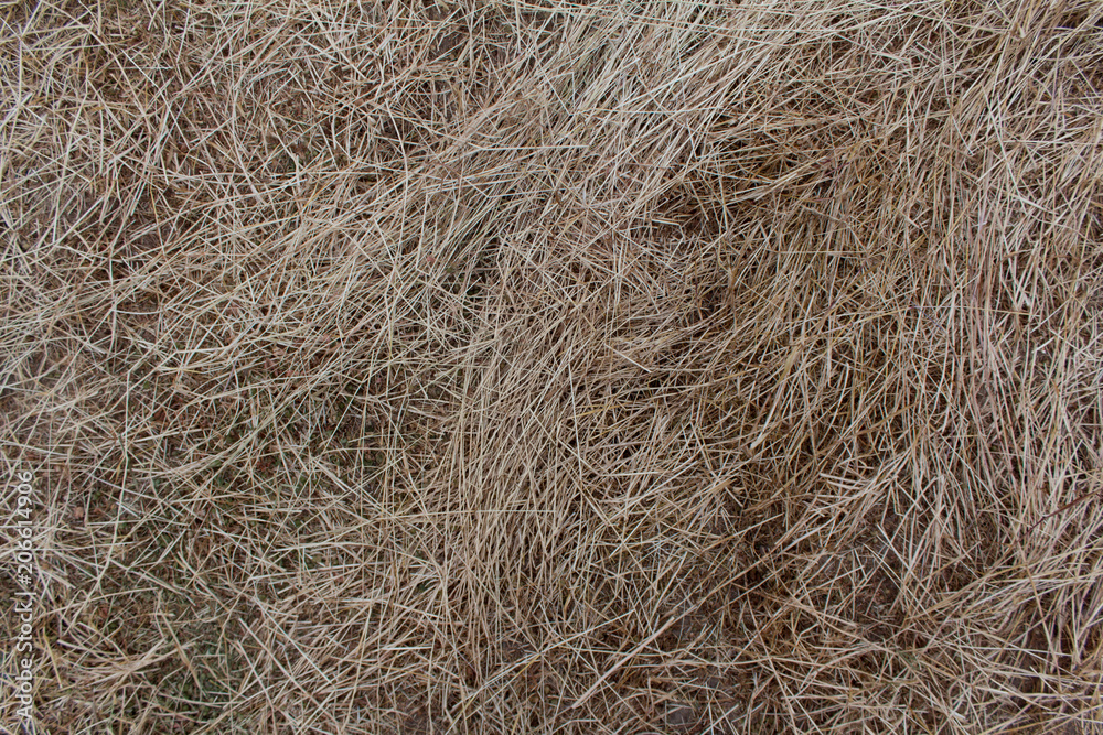 dry yellow hay, grass Background dry yellow hay, grass Background