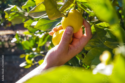 Zitrone pflücken im Frühling close up photo