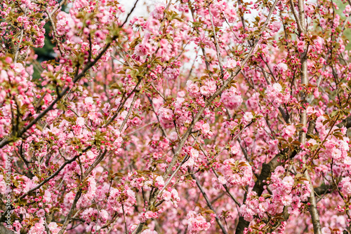 Pink Sakura Cherry Tree Flowers Blossom In Spring