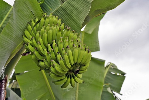 Plantation of bananas with grown fruits photo