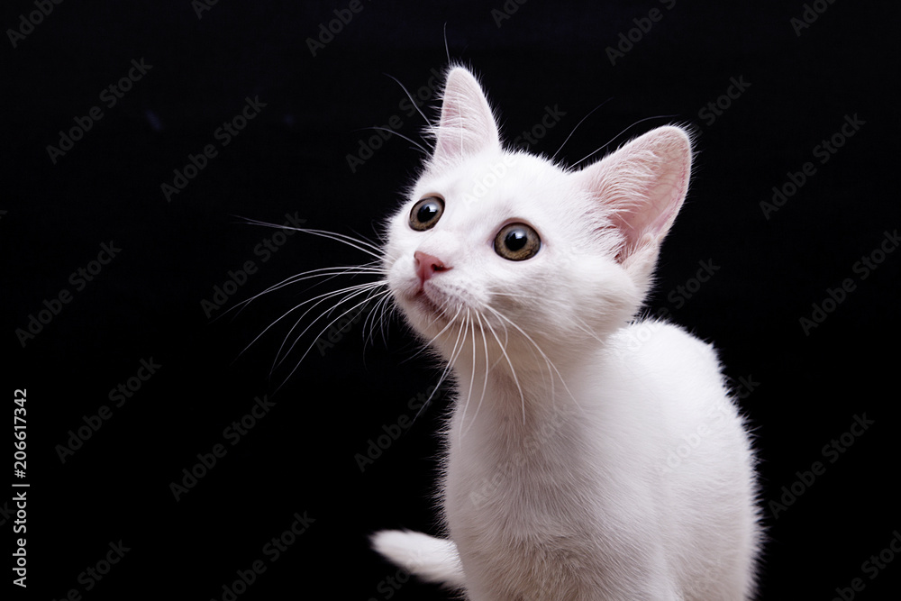 Obraz premium beyaz kedi