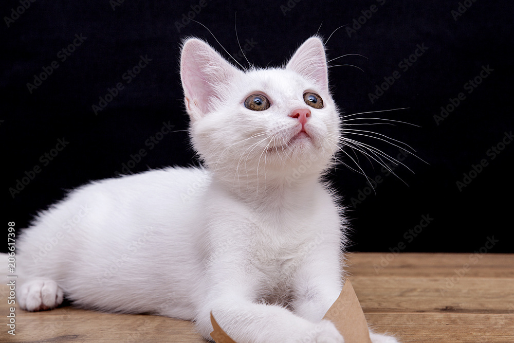 yavru beyaz kedi Stock Photo | Adobe Stock