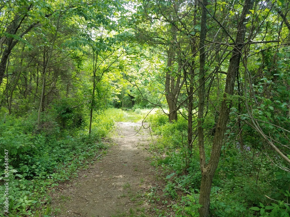 Forest Path Forest Path