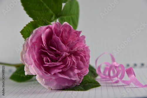 pink, rose, flower, bouquet, roses, nature, white, love, beauty, flowers, isolated, floral, blossom, valentine, beautiful, romance, bunch, gift, bloom, wedding, romantic, petal, plant, green, color