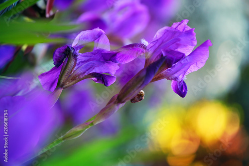 Iris flower summer garden 