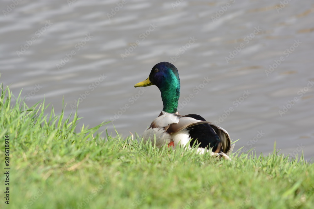 bird