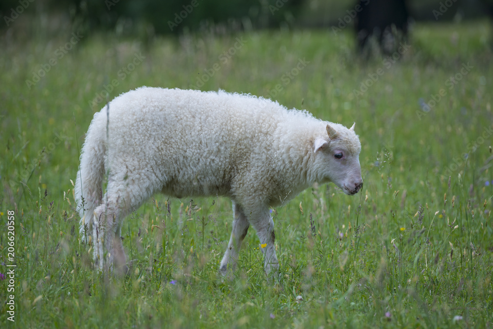 Fototapeta premium a cute little lamb on a spring meadow