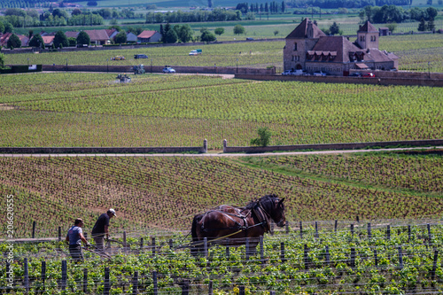 F, Burgund, Departement Côte d'Or, Vougeot, ökologische Arbeit in den Weinbergen mit Pferden (Ardenner) bei Clos de Vougeot photo