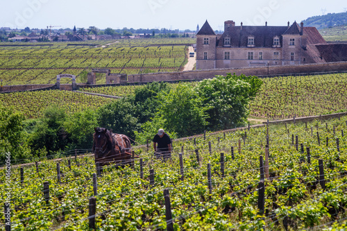 F, Burgund, Departement Côte d'Or, Vougeot, ökologische Arbeit in den Weinbergen mit Pferden (Ardenner) bei Clos de Vougeot photo