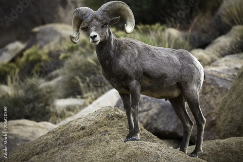 Bighorn Sheep Ram in Joshua Tree National Park