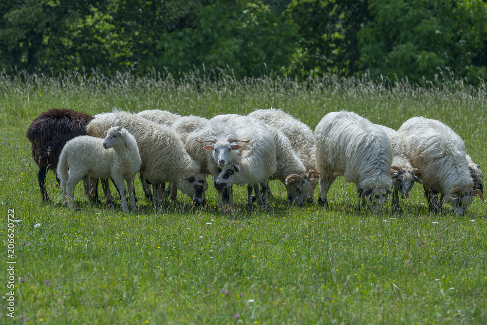 Fototapeta premium sheep on a spring meadow - close up