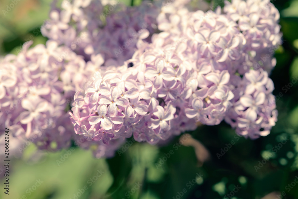 Close up of a blooming lilac. Macro shot of a spring light purple flowers. Shallow depth-of-field Close up of a blooming lilac. Macro shot of a spring light purple flowers. Shallow depth-of-field