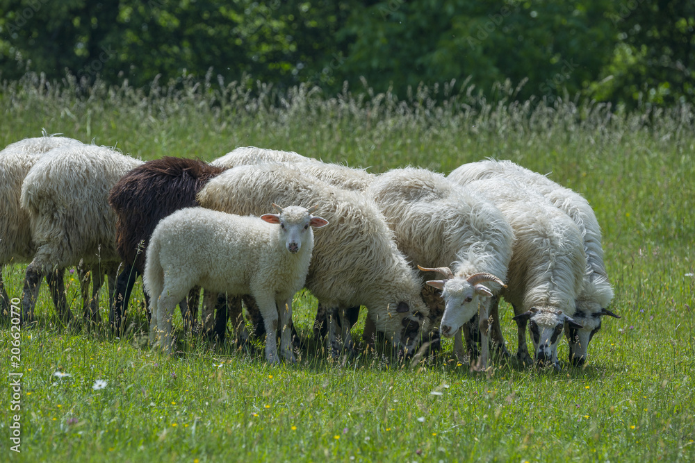 cute little lamb with other sheep on a meadow cute little lamb with other sheep on a meadow
