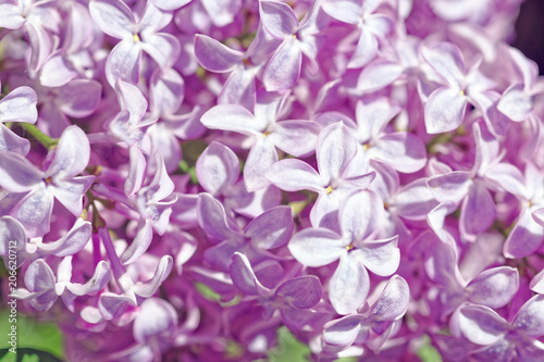 Close up of a blooming lilac. Macro shot of a spring light purple flowers. Shallow depth-of-field