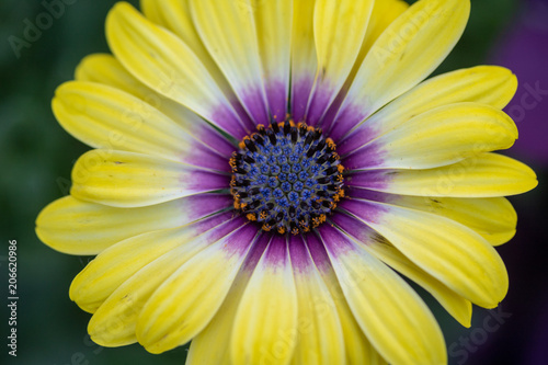 Osteospermum  Blue-eyed Beauty 