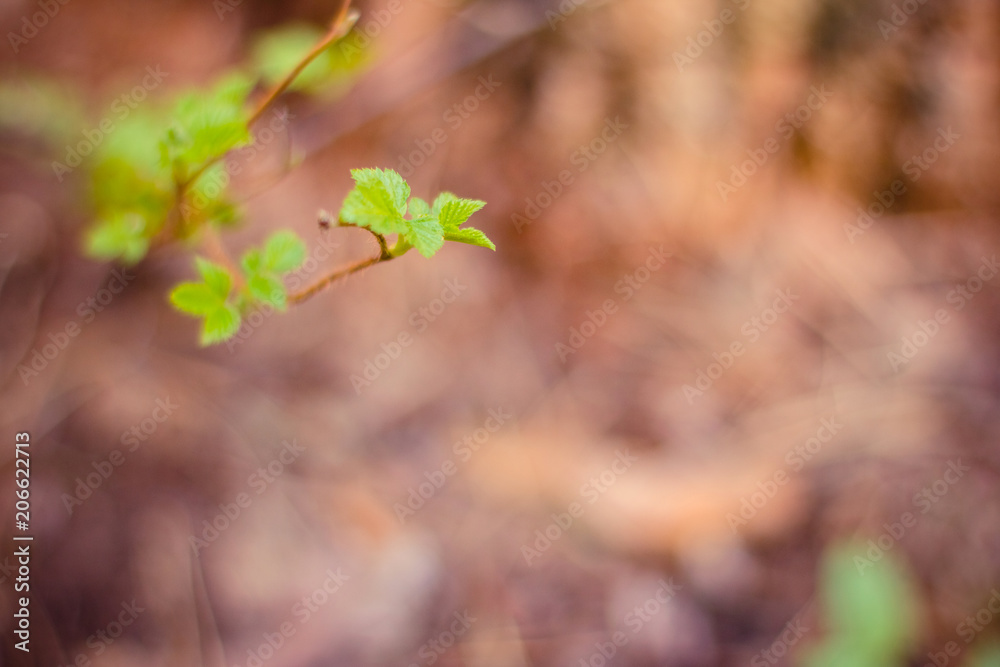 First green springleaves. Nature background First green springleaves. Nature background