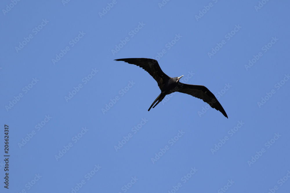 albatross albatross