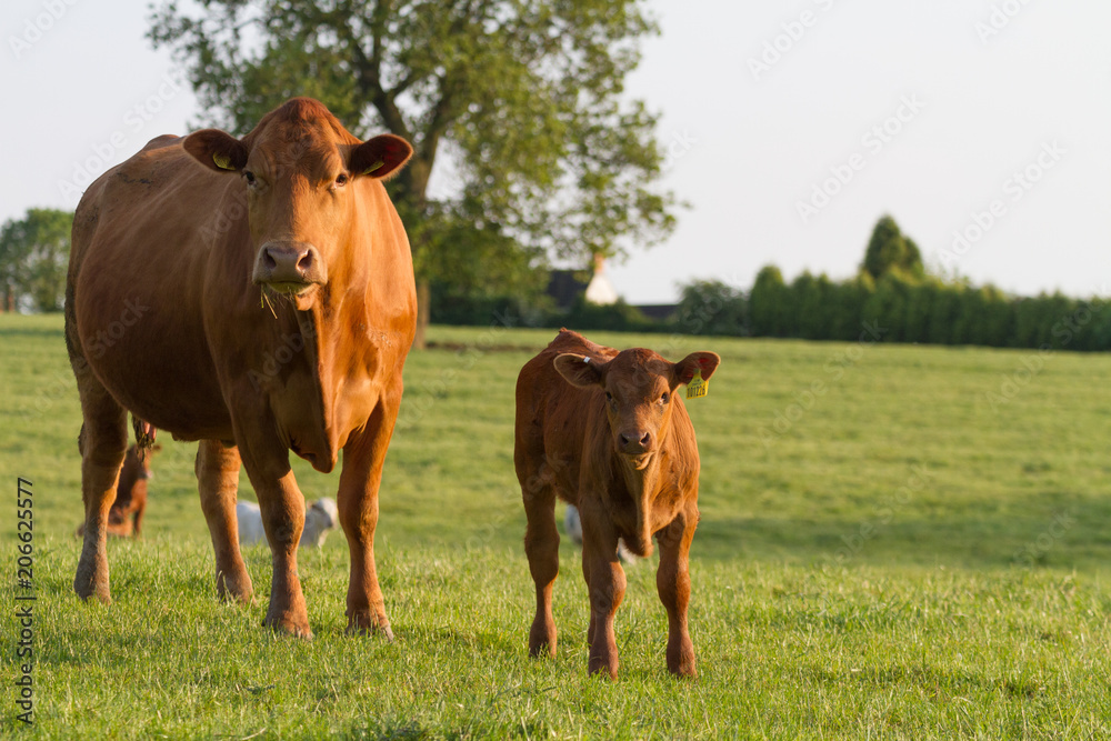 Mother Cow and Baby 