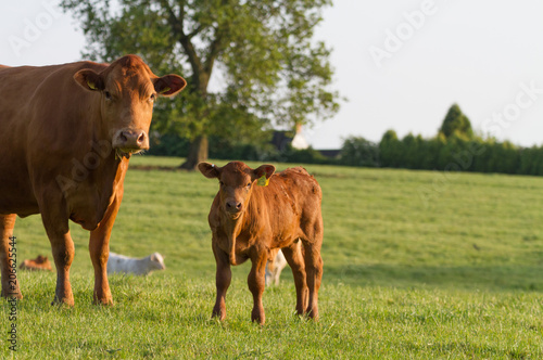 Young Brown cow with Mother cow 
