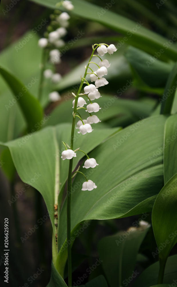 Obraz premium beautiful flowers lily of the valley