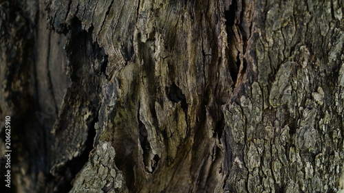 old tree wood background