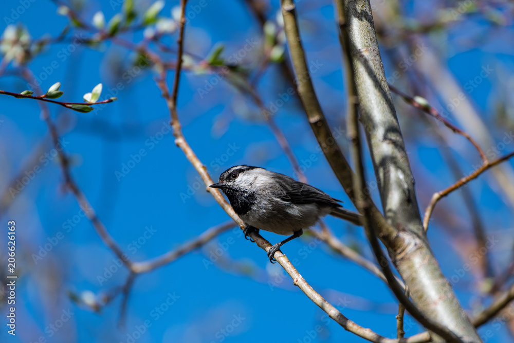 Obraz premium A Cute Mountain Chickadee Perched on a Branch