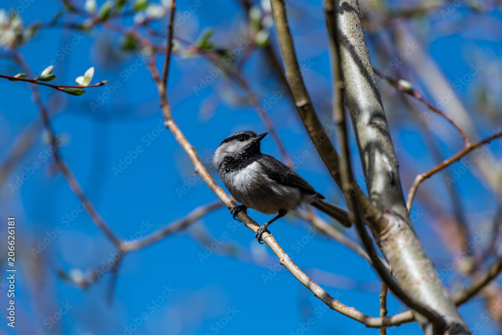 A Cute Mountain Chickadee Perched on a Branch A Cute Mountain Chickadee Perched on a Branch