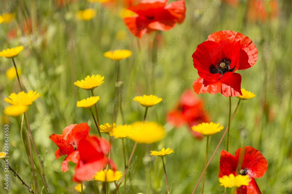 Red poppy flowers in Summer.